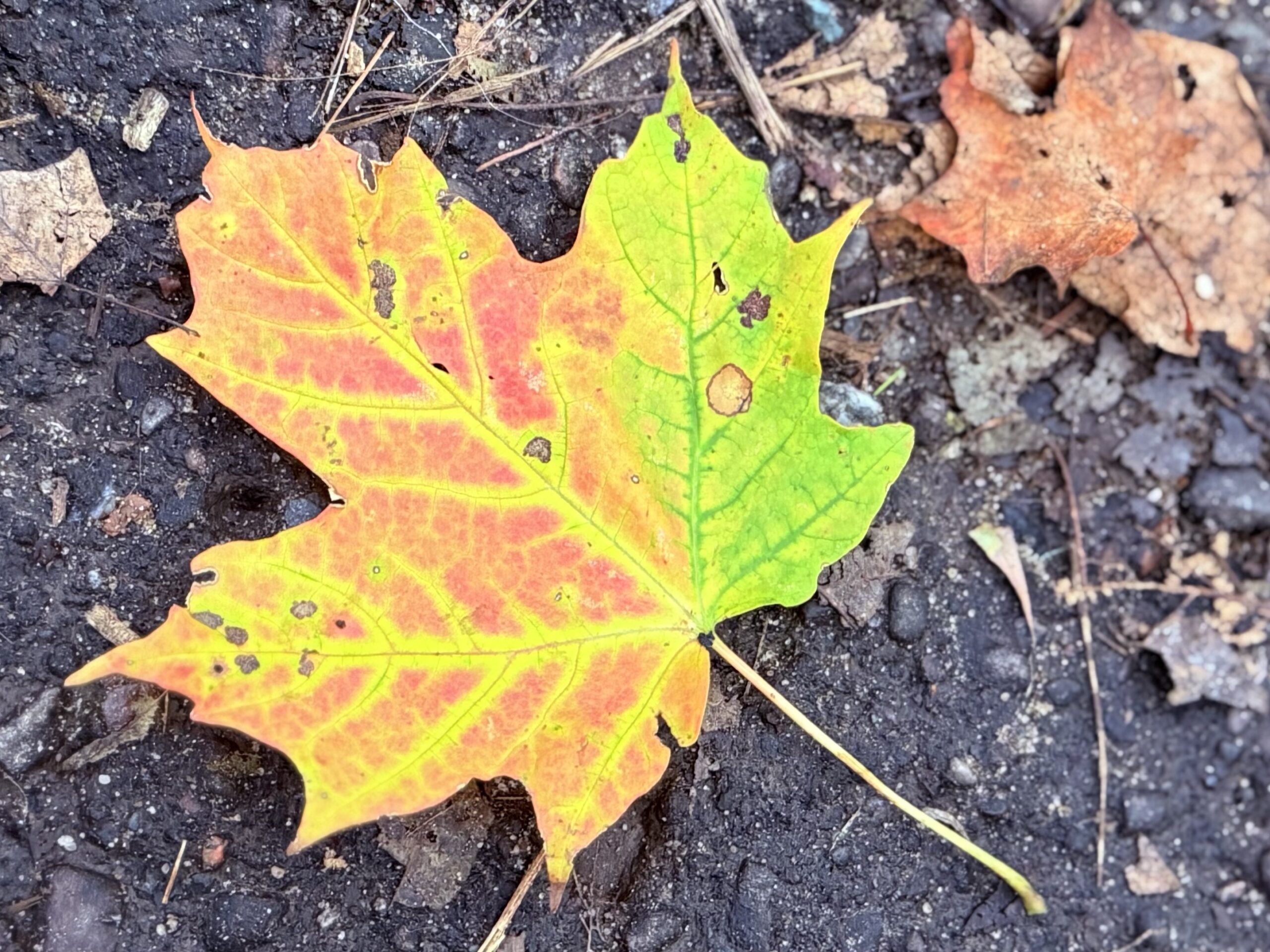 Read more about the article Fall’s Fresh Start
